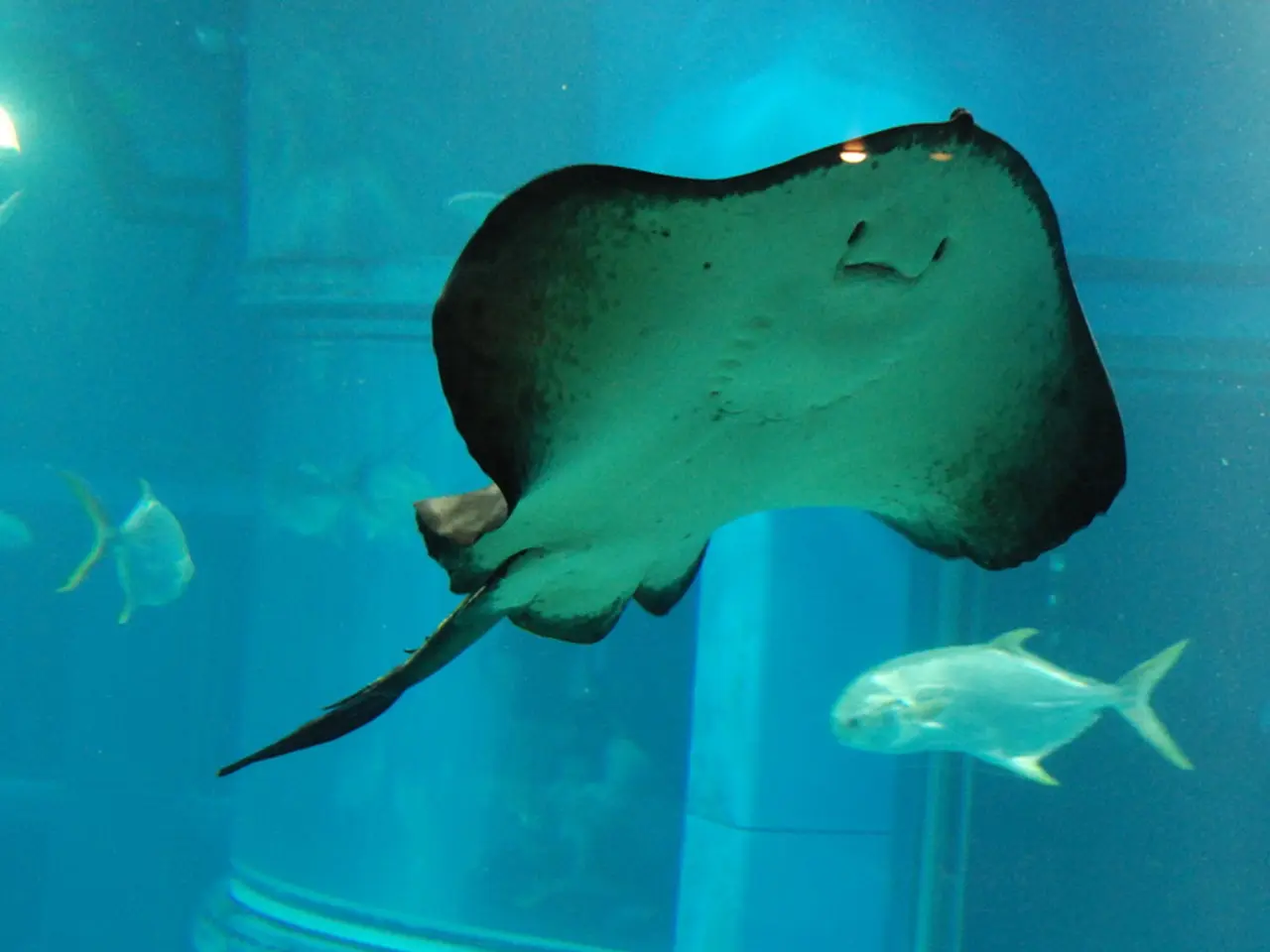 Frogfish Characteristics, Identification, Habitat, and Photography Techniques