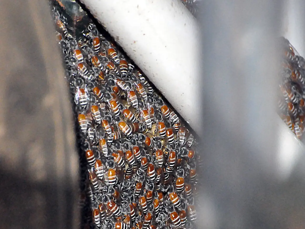 Battle between Costco and our platform: TheReason Behind Higher Pricing for Premium Manuka Honey