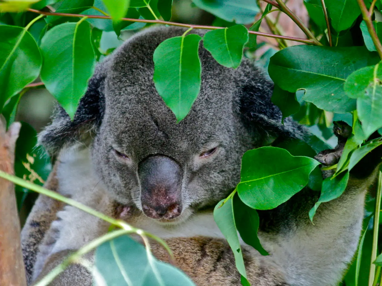 Koalas sport unique dermatoglyphics, causing perplexity at crime labs due to their resemblance to...