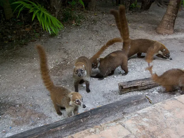 Exploring the African Wildlife Marvels: African Safari Journeys