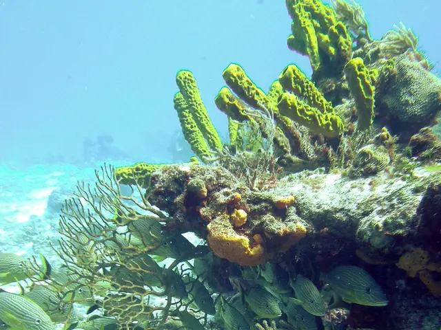 Uninhabited volcanic island located in the Pacific Ocean, part of the Revillagigedo Islands...