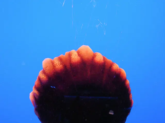 Hot air balloon accidents in Turkey claim one life and leave 31 tourists hurt