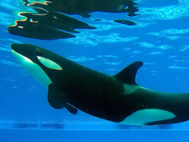 Top Destinations for Engaging Whale Swimming Encounters Worldwide