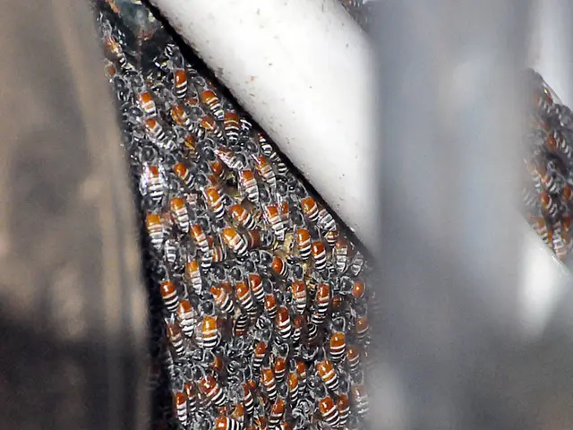 Exploring the Bees behind Manuka Honey: Do Specific Bee Types Play a Role?