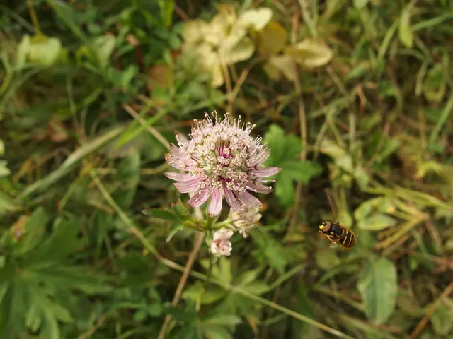 Top Insects and Bugs for Terrariums: Exploring 12+ Species, Complete with Their Charming and...