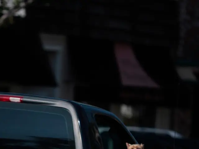 Pooch in Peril: Canine Faces Serious Threats