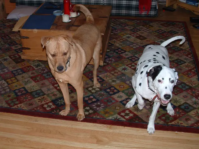 Uncovering Solutions: Guide for Removing Pet Urine Stains from Laminate Floors