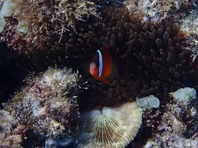 Hidden Tropical Island Offers Secluded White Sand Beaches for Peaceful Vacations Without the Hustle...