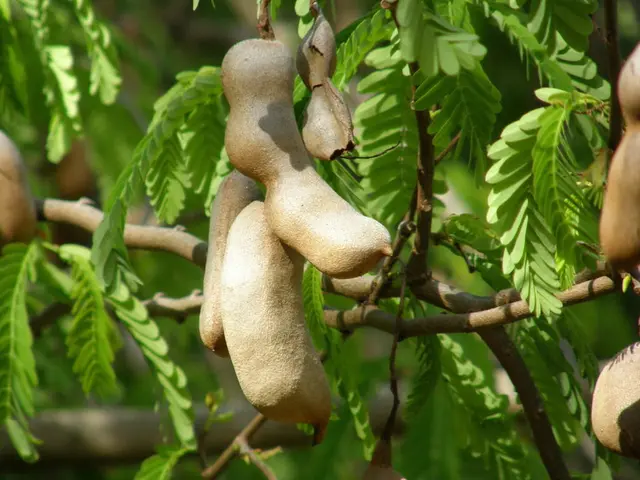 Detailed Advantages of Consuming Tamarind Flesh for Health Improvement