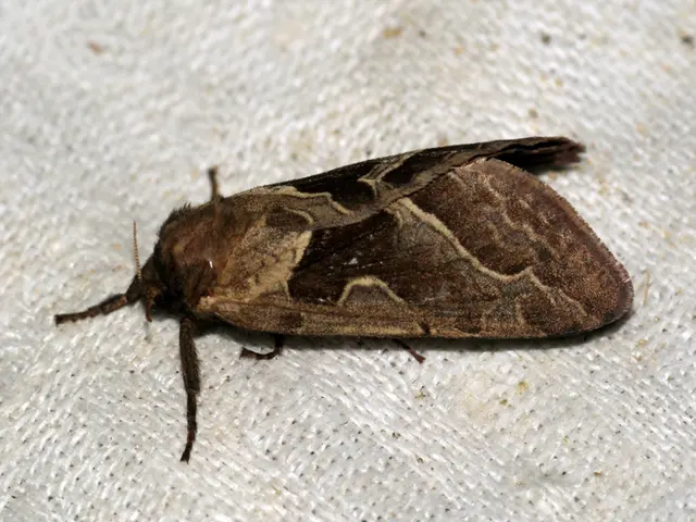 Diaper Rash Classifications: Images, Reasons, and Remedies