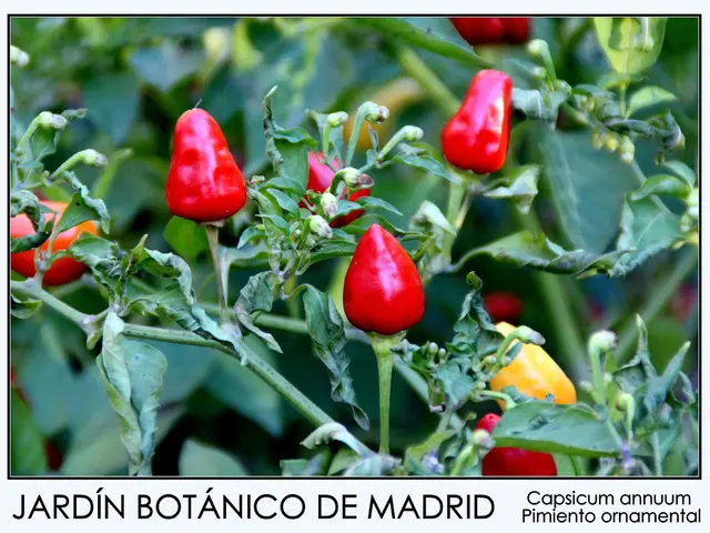 Dietary Sources of Estrogen: Advantages, Suggestions, and Risks