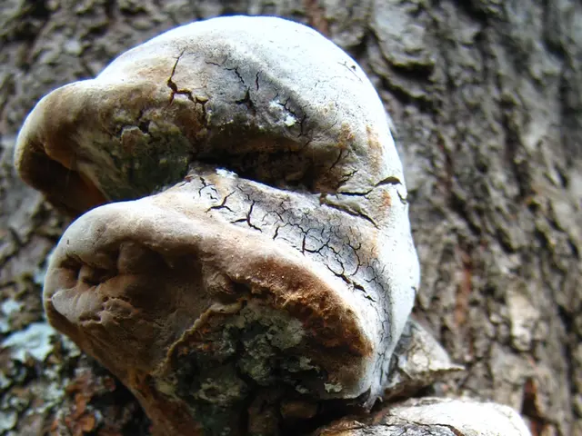 Eliminating Mold in Terrariums with Springtails: Permanent Solution Achieved!