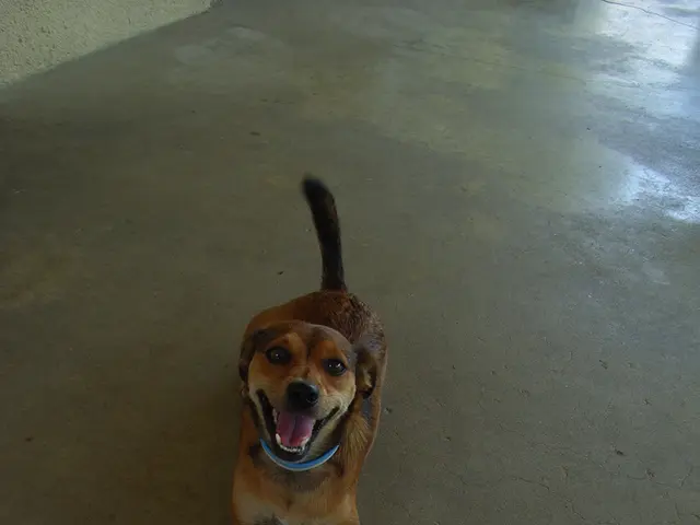 Breeds of Dogs Known for Their Prey Instincts