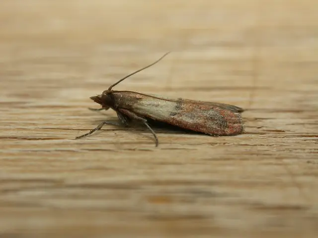 Understanding Amebiasis: Recognizing Symptoms, Options for Treatment, Strategies for Prevention