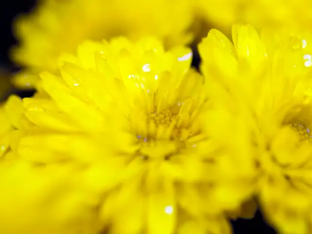 A shift towards buttery hues for the season, yet yellow blooms may bring discomfort to some....