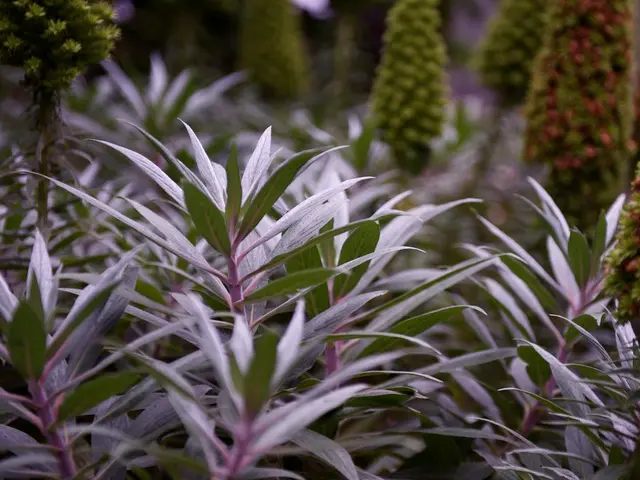 Exciting Hanging Plants that Stand Out! Explore these 8 Drip-down Plants for Overflow, Containers,...