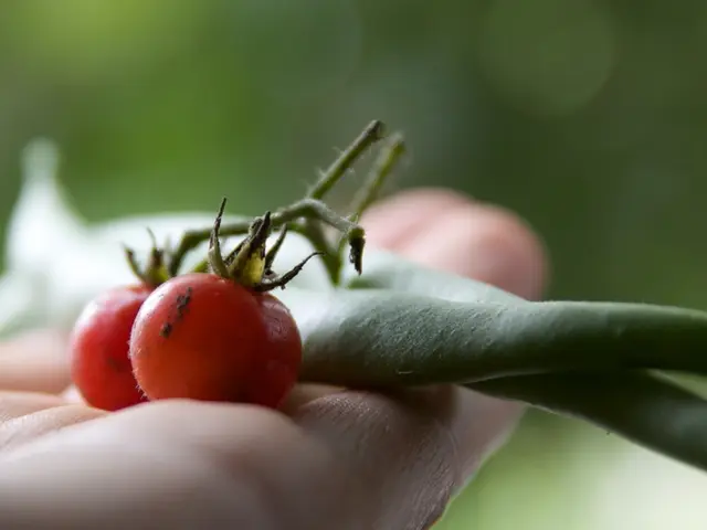 Vegetable Found to Significantly Decrease Blood Pressure by 36 Percent