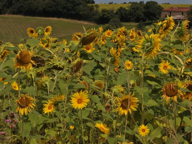 Harvesting Sunflowers' Wild Blossoms at Writtle Sunflowers Farm