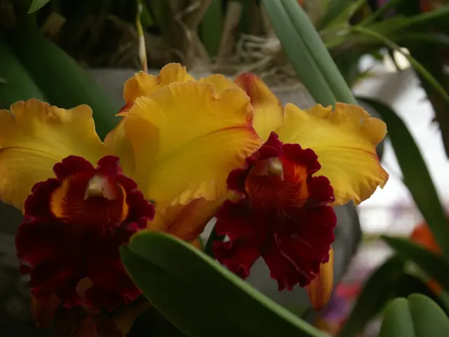 Perennials that Allure Pollinators Consistently Throughout the Years: A Favorite Among Gardeners