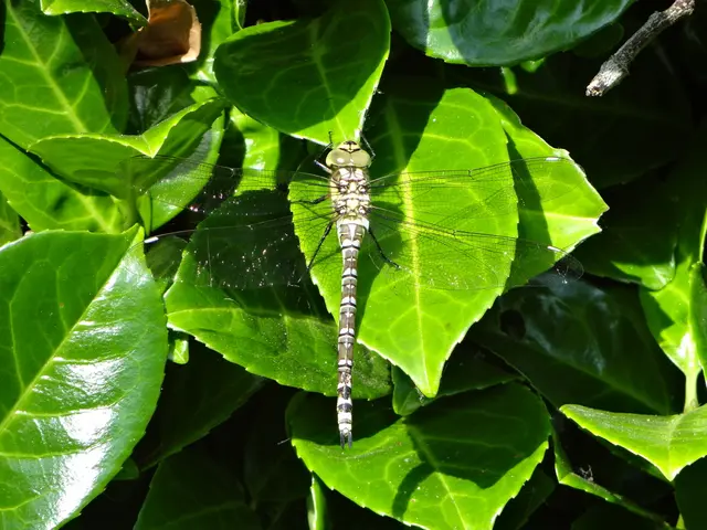 Chikungunya virus infection is escalating in China, signifying a growing health concern