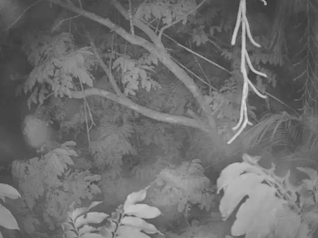 Six tree species facing extinction danger