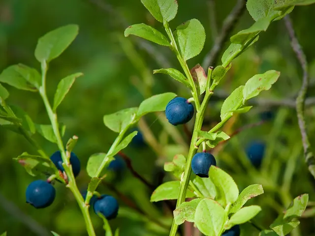 Lingonberries: Advantages for Health, Applications, and Nutritional Composition