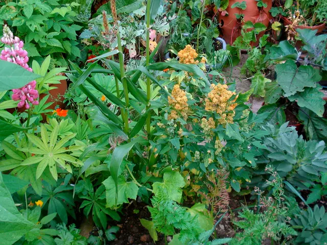 Aboriginal Food Plants for Contemporary Gardens: Bush Tucker in Urban Oasis