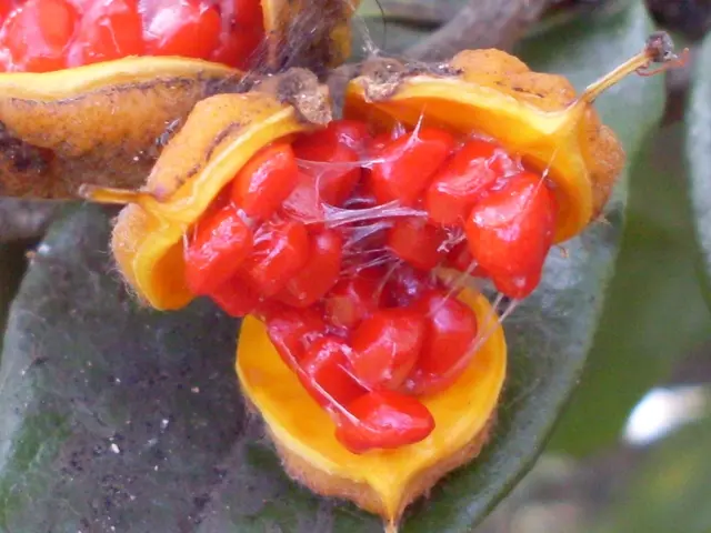 Rotten Apple Core