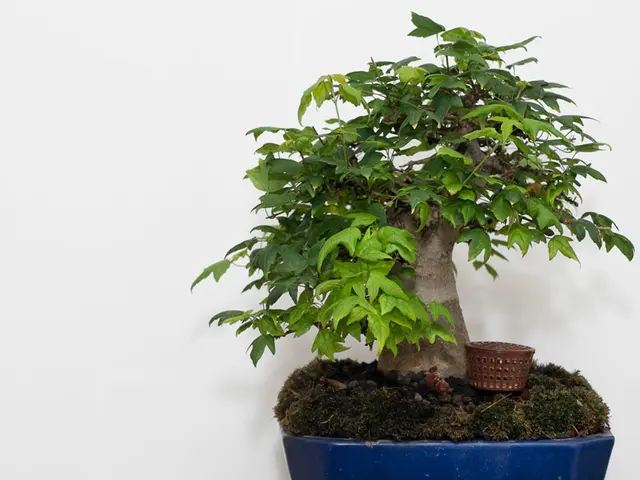 Mastering Intricate Bonsai Techniques: An Overview and Deep Dive