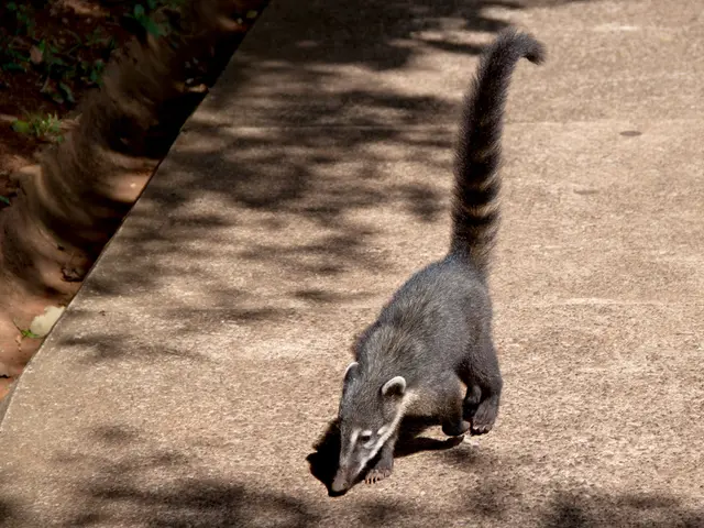 Cancer and Anemia: Signs, Roots, and Consequences