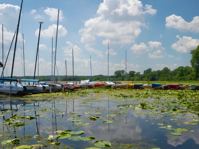 In this image at the bottom, there are lotus, leaves, water. In the middle there are boats. In the...