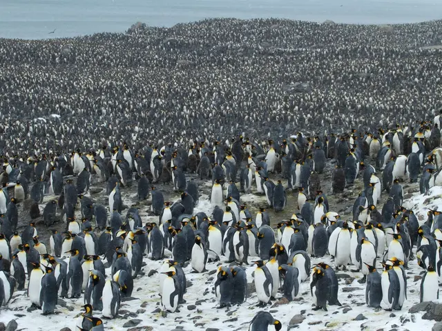 This image consists of many penguins near the ocean. In the background, we can see the ocean. At...