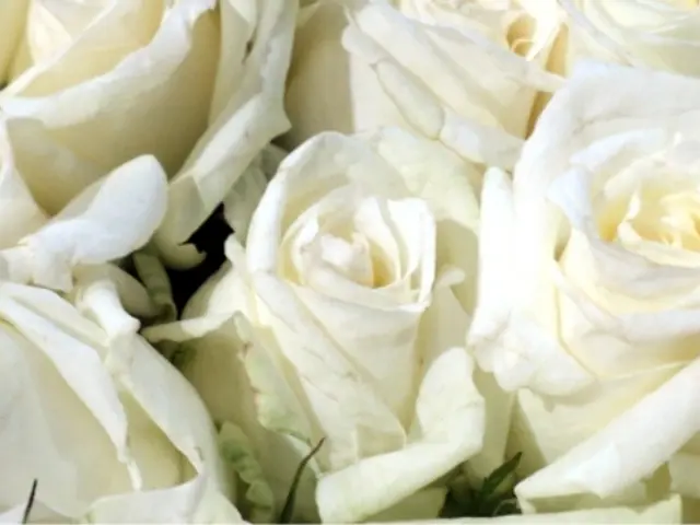 In this picture there are many white roses in the image. On the bottom side of the image there is a...