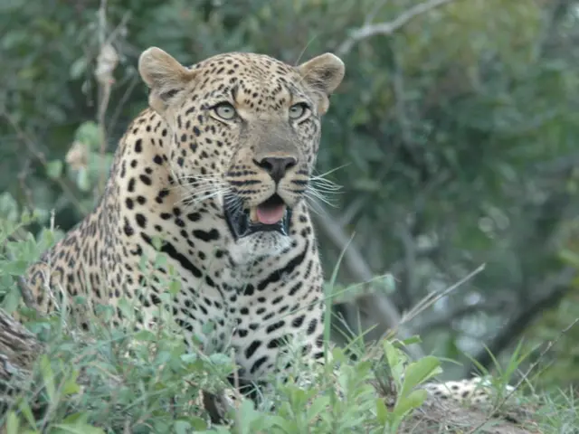 In this picture we can observe a cheetah on the ground. We can observe some plants on the ground....