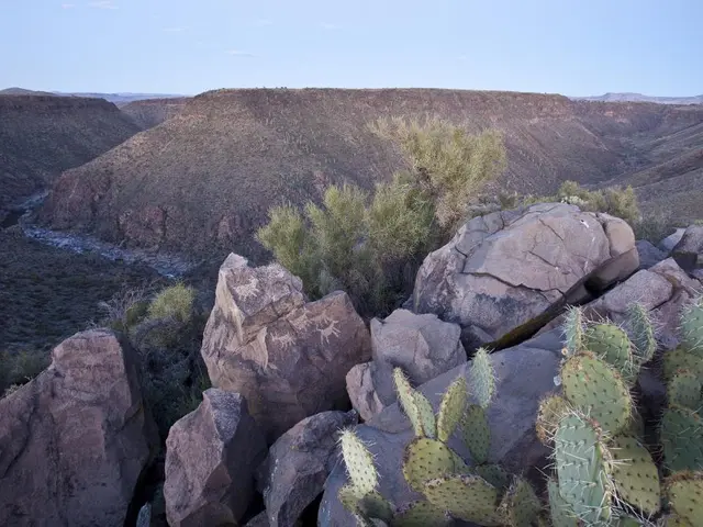In the image we can see there are rocks and cactus plants. Behind there are lot of trees and there...